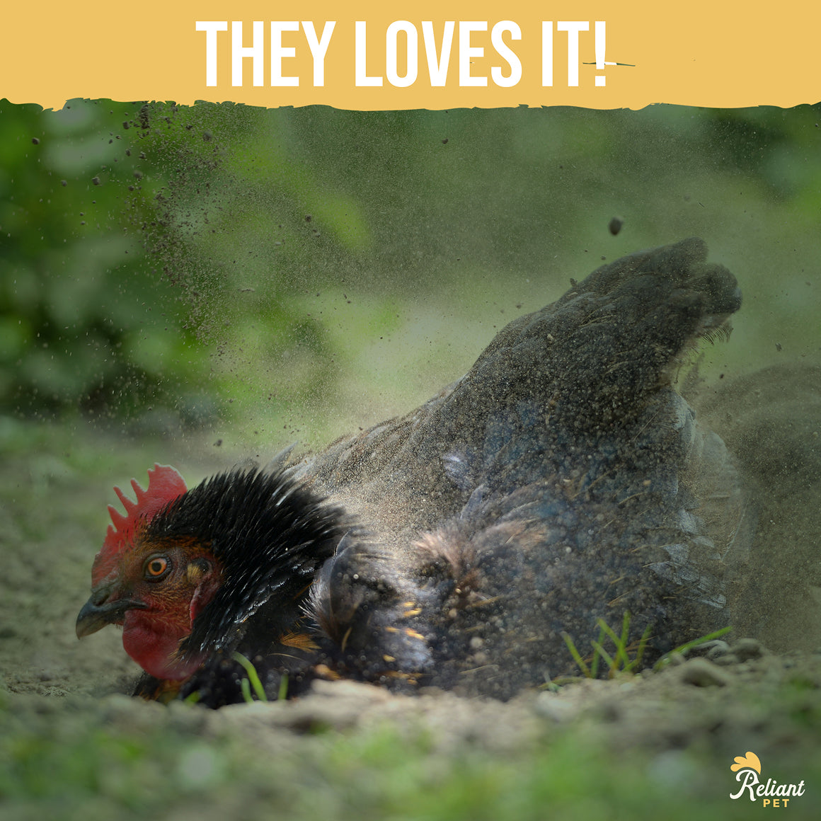 Chicken Dust Bath - 7LBS